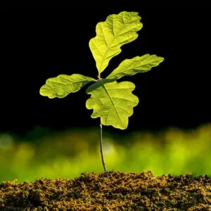 Newly planted tree sprout